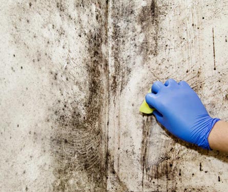 hand wear glove black mold removal and remediation
