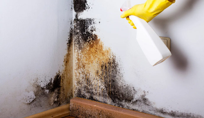 Mold Remediation in Houston & The Woodlands
        