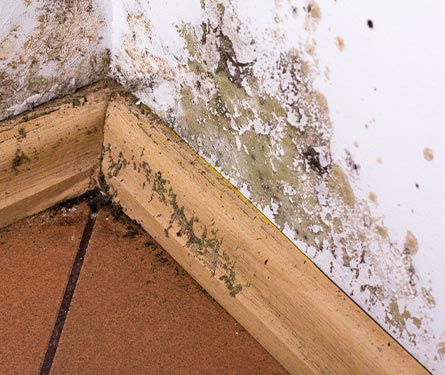 mold and moisture buildup on corner wall of a house