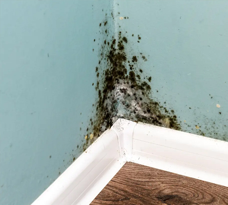 Black Mold