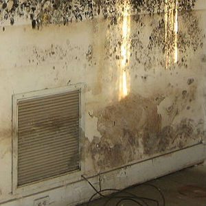 Mold occupying a wall