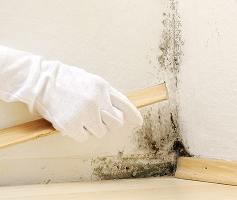 Mold in Living Room