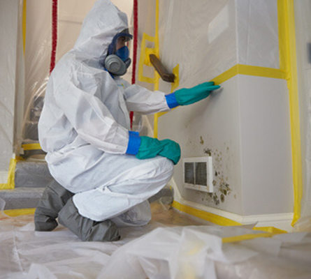 Mold Remediation Service