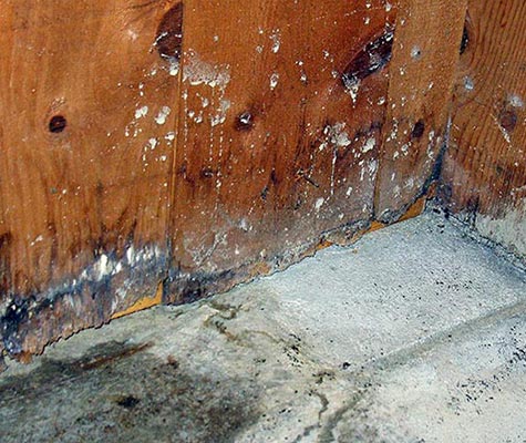 Floor and wood wall damaged by water