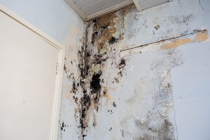 Mold Remediation Image