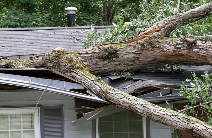 storm tossed tree impales a house roof
