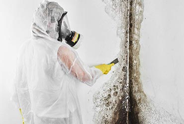 Mold Remediation