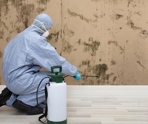 Professional mold cleanup services