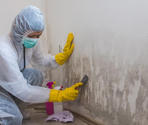 Professional mold remediation service